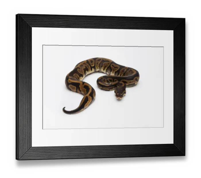 Framed Print : Leopard Ball Python or Royal Python -Python regius-, female Framed Print : Leopard Ball Python or Royal Python -Python regius-, female