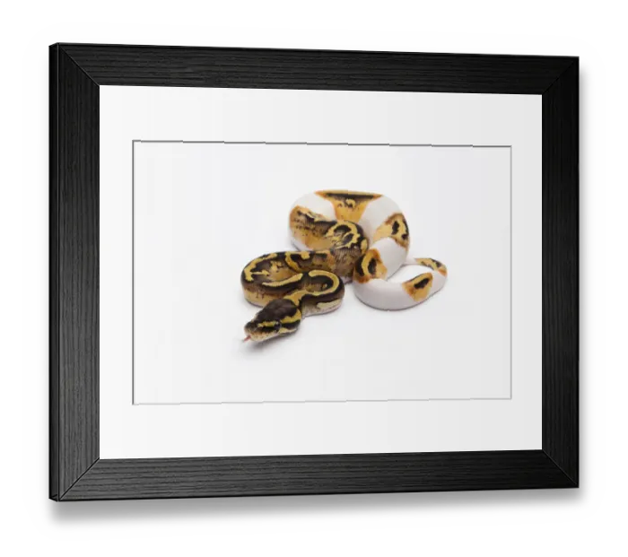 Framed Print : Pastel Piebald Ball Python or Royal Python -Python regius-, female Framed Print : Pastel Piebald Ball Python or Royal Python -Python regius-, female