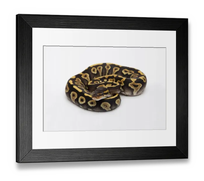 Framed Print : Phantom Yellow Belly Ball Python or Royal Python -Python regius-, female Framed Print : Phantom Yellow Belly Ball Python or Royal Python -Python regius-, female