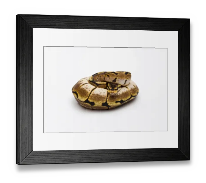 Framed Print : Spider Ball Python or Royal Python -Python regius-, female Framed Print : Spider Ball Python or Royal Python -Python regius-, female