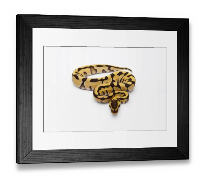 Framed Print : Tiger Ball Python or Royal Python -Python regius-, female Framed Print : Tiger Ball Python or Royal Python -Python regius-, female