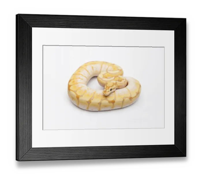 Framed Print : Spider CG Ball Python or Royal Python -Python regius-, male Framed Print : Spider CG Ball Python or Royal Python -Python regius-, male