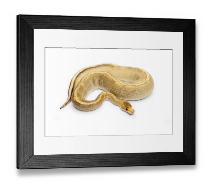 Framed Print : Champagne Calico Ball Python or Royal Python -Python regius-, female Framed Print : Champagne Calico Ball Python or Royal Python -Python regius-, female