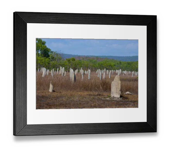 Framed Print : Termite mounds in the Litchfield National Park, Northern Territories, Australia Framed Print : Termite mounds in the Litchfield National Park, Northern Territories, Australia