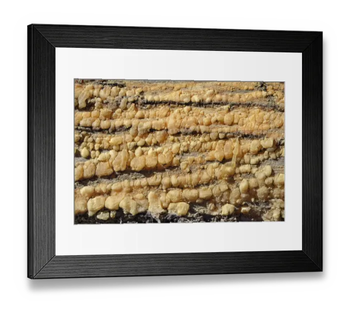 Framed Print : Pine resin on the trunk of a fallen pine tree, great basin bristlecone pine -Pinus longaeva-, Wild Basin, Rocky Mountains National Park, Colorado, USA Framed Print : Pine resin on the trunk of a fallen pine tree, great basin bristlecone pine -Pinus longaeva-, Wild Basin, Rocky Mountains National Park, Colorado, USA