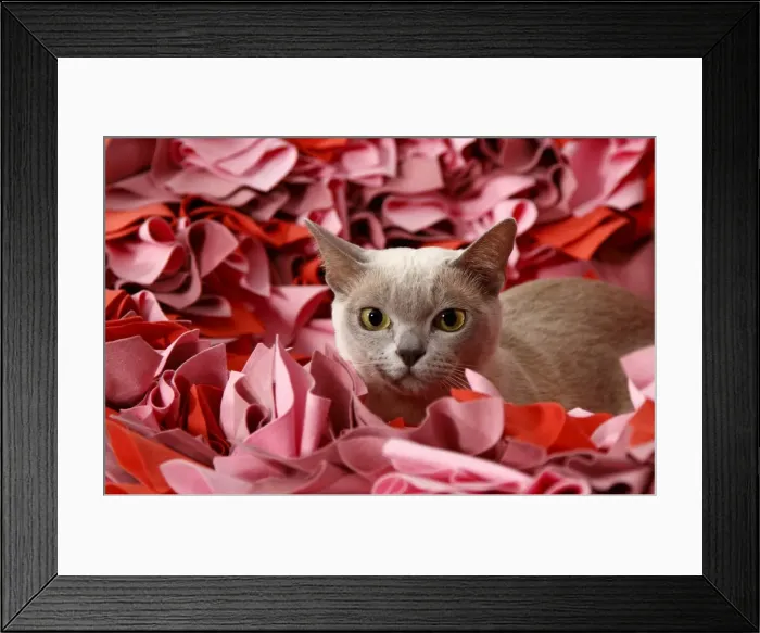 Framed Print : Burmese cat Framed Print : Burmese cat