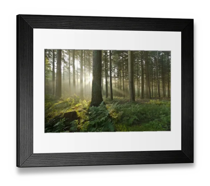 Framed Print : Sunlight in a forest, trees, Neuenwalde, Lower Saxony, Germany, Europe Framed Print : Sunlight in a forest, trees, Neuenwalde, Lower Saxony, Germany, Europe