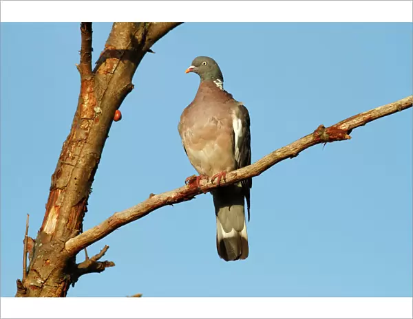 Common Wood Pigeon -Columba palumbus- perched on a branch, Baltic Sea island of Fehmarn, Schleswig-Holstein, Germany, Europe