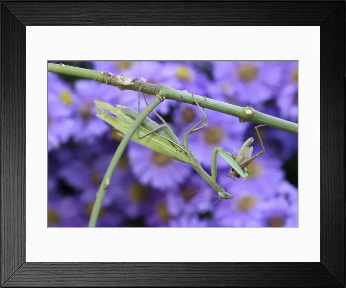 Framed Print : Praying mantis -Mantis religiosa- feeding on grasshopper, Hungary, Europe Framed Print : Praying mantis -Mantis religiosa- feeding on grasshopper, Hungary, Europe