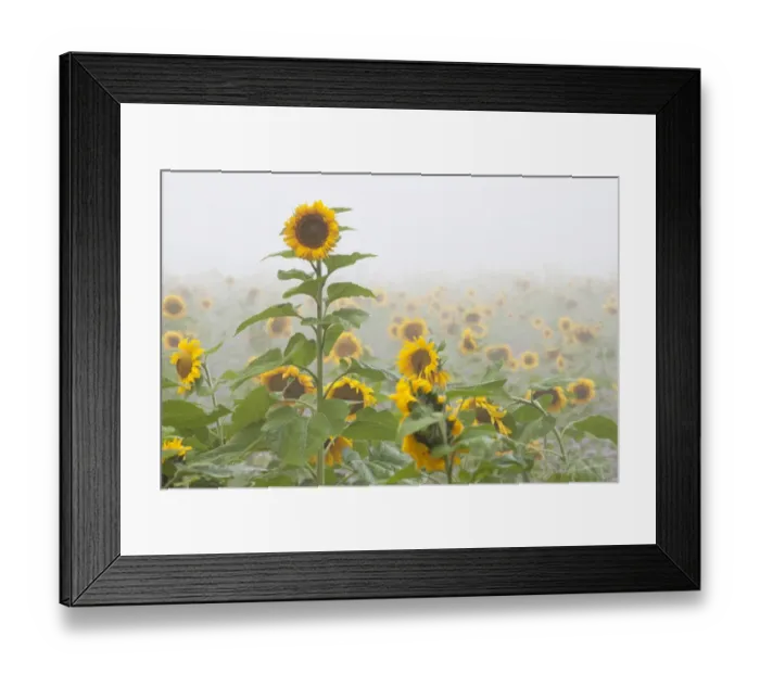 Framed Print : Sunflowers in autumn mist on a field near Radolfzell, Baden-Wuerttemberg, Germany, Europe Framed Print : Sunflowers in autumn mist on a field near Radolfzell, Baden-Wuerttemberg, Germany, Europe