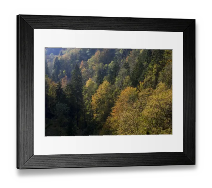 Framed Print : Autumnal forest near the Scheidegger waterfalls, Allgaeu, Bavaria, Germany, Europe Framed Print : Autumnal forest near the Scheidegger waterfalls, Allgaeu, Bavaria, Germany, Europe
