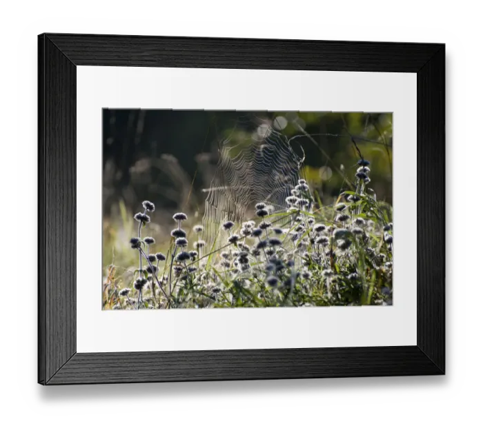 Framed Print : Spider web on an autumn morning Framed Print : Spider web on an autumn morning
