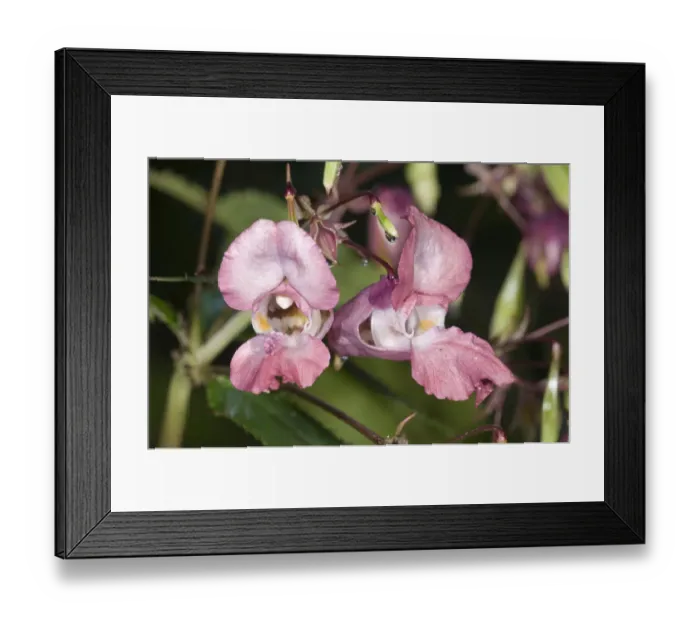 Framed Print : Himalayan Balsam -Impatiens glandulifera-, single flower, Untergroeningen, Baden-Wuerttemberg, Germany, Europe Framed Print : Himalayan Balsam -Impatiens glandulifera-, single flower, Untergroeningen, Baden-Wuerttemberg, Germany, Europe