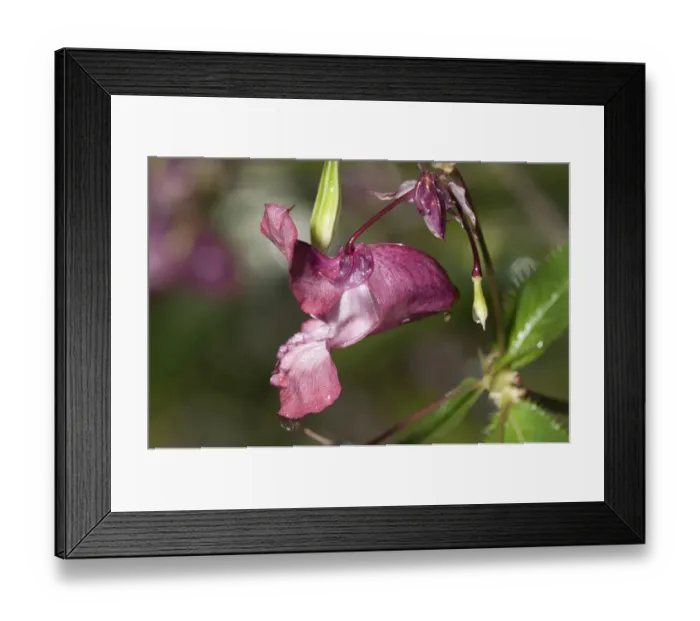 Framed Print : Himalayan Balsam -Impatiens glandulifera-, single flower, Untergroeningen, Baden-Wuerttemberg, Germany, Europe Framed Print : Himalayan Balsam -Impatiens glandulifera-, single flower, Untergroeningen, Baden-Wuerttemberg, Germany, Europe