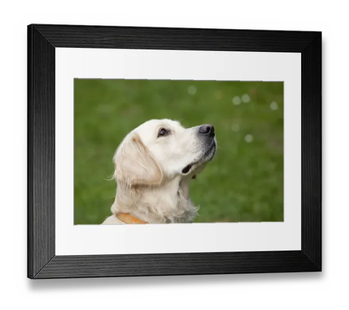 Framed Print : Golden Retriever, portrait Framed Print : Golden Retriever, portrait