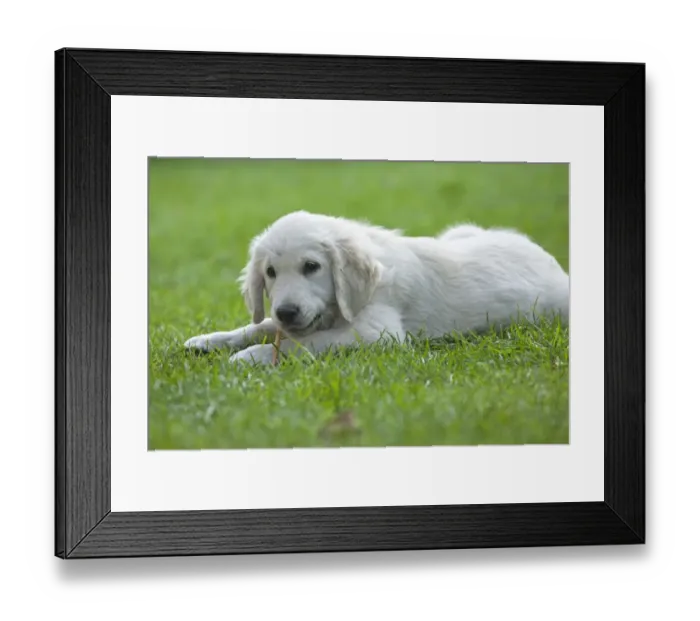 Framed Print : Golden Retriever puppy Framed Print : Golden Retriever puppy