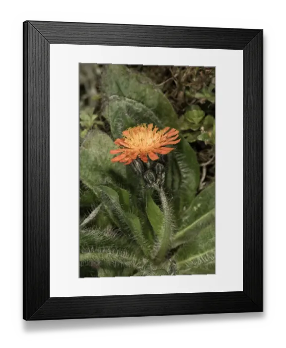 Framed Print : Fox-and-cubs, Orange Hawkweed, Tawny Hawkweed or Devils Paintbrush -Hieracium aurantiacum-, single flower, Untergroeningen, Baden-Wuerttemberg, Germany, Europe Framed Print : Fox-and-cubs, Orange Hawkweed, Tawny Hawkweed or Devils Paintbrush -Hieracium aurantiacum-, single flower, Untergroeningen, Baden-Wuerttemberg, Germany, Europe