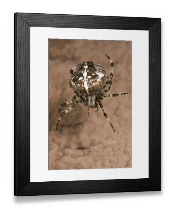 Framed Print : European garden spider or cross spider -Araneus diadematus-, female on her web on a house wall, Untergroeningen, Baden-Wuerttemberg, Germany, Europe Framed Print : European garden spider or cross spider -Araneus diadematus-, female on her web on a house wall, Untergroeningen, Baden-Wuerttemberg, Germany, Europe