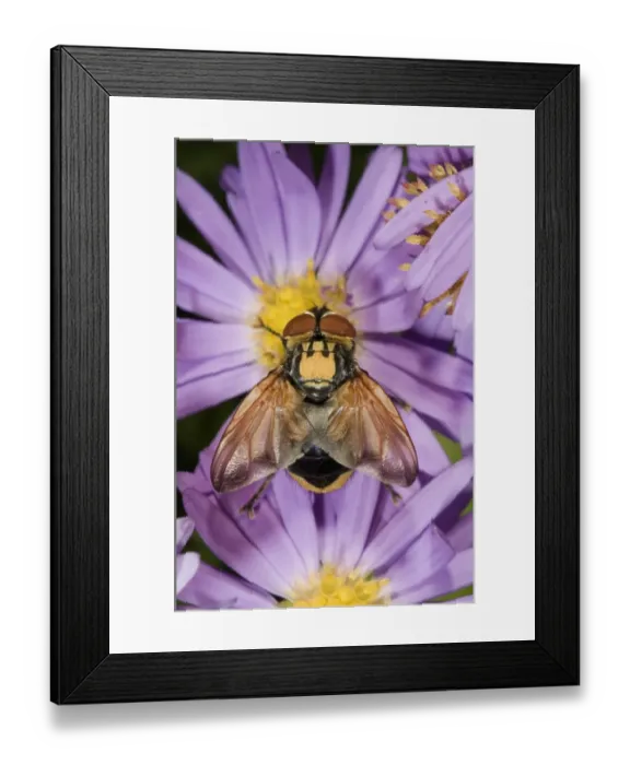Framed Print : Tachinid fly -Ectophasia crassipennis-, feeding on nectar on Autumn aster -Aster sp. -, Untergroeningen, Baden-Wuerttemberg, Germany, Europe Framed Print : Tachinid fly -Ectophasia crassipennis-, feeding on nectar on Autumn aster -Aster sp. -, Untergroeningen, Baden-Wuerttemberg, Germany, Europe