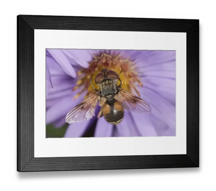 Framed Print : Tachinid fly -Ectophasia crassipennis-, feeding on nectar on Autumn aster -Aster sp. -, Untergroeningen, Baden-Wuerttemberg, Germany, Europe Framed Print : Tachinid fly -Ectophasia crassipennis-, feeding on nectar on Autumn aster -Aster sp. -, Untergroeningen, Baden-Wuerttemberg, Germany, Europe