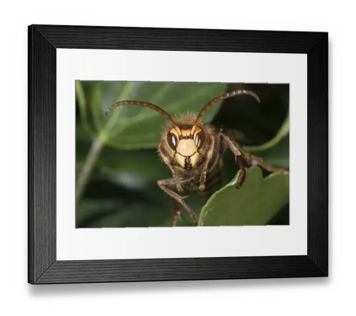 Framed Print : Hornet -Vespa crabro-, Untergroeningen, Baden-Wuerttemberg, Germany, Europe Framed Print : Hornet -Vespa crabro-, Untergroeningen, Baden-Wuerttemberg, Germany, Europe
