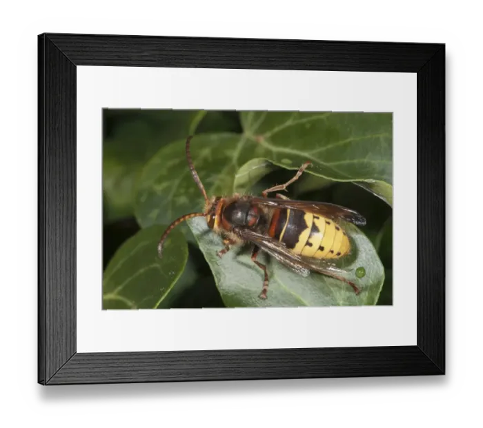 Framed Print : Hornet -Vespa crabro-, Untergroeningen, Baden-Wuerttemberg, Germany, Europe Framed Print : Hornet -Vespa crabro-, Untergroeningen, Baden-Wuerttemberg, Germany, Europe