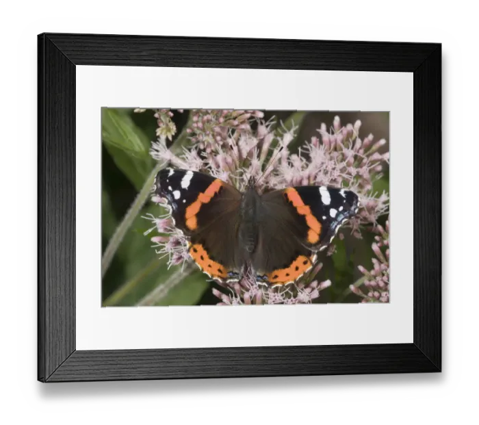 Framed Print : Red Admiral -Vanessa atalanta- feeding on nectar of snakeroots, Untergroeningen, Baden-Wuerttemberg, Germany, Europe