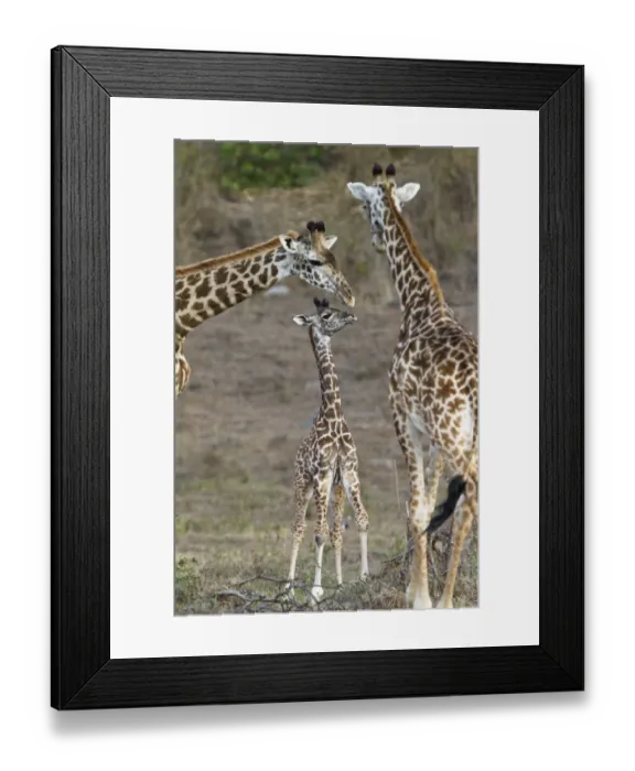 Framed Print : Masai giraffes -Giraffa camelopardalis- with young, Arusha Nationalpark, Tansania, Tanzania Framed Print : Masai giraffes -Giraffa camelopardalis- with young, Arusha Nationalpark, Tansania, Tanzania