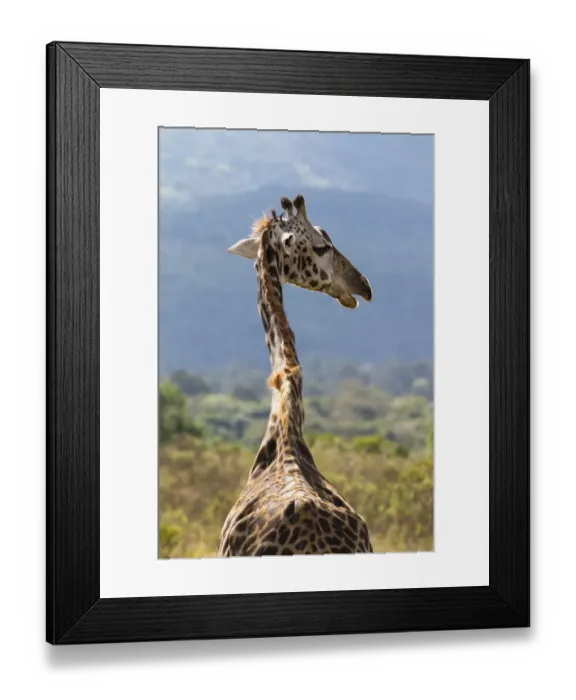 Framed Print : Masai giraffe -Giraffa camelopardalis-, Arusha Nationalpark, Tansania, Tanzania Framed Print : Masai giraffe -Giraffa camelopardalis-, Arusha Nationalpark, Tansania, Tanzania