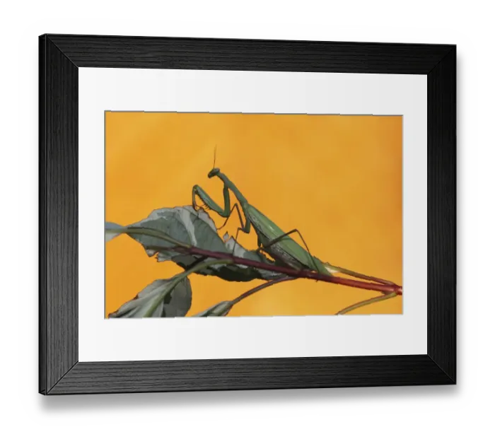 Framed Print : Praying mantis -Mantis religiosa-, Hungary, Europe Framed Print : Praying mantis -Mantis religiosa-, Hungary, Europe