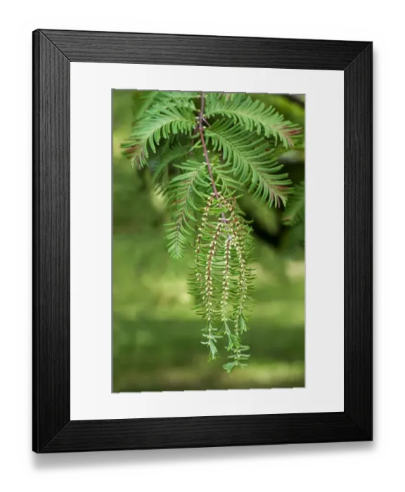 Framed Print : Male cones of the Dawn Redwood -Metasequoia glyptostroboides-, Geneva, Canton of Geneva, Switzerland Framed Print : Male cones of the Dawn Redwood -Metasequoia glyptostroboides-, Geneva, Canton of Geneva, Switzerland