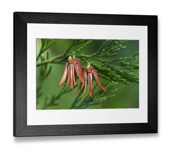 Framed Print : Mature female cones of the California Incense Cedar -Calocedrus decurrens, syn. Libocedrus decurrens-, United States Framed Print : Mature female cones of the California Incense Cedar -Calocedrus decurrens, syn. Libocedrus decurrens-, United States