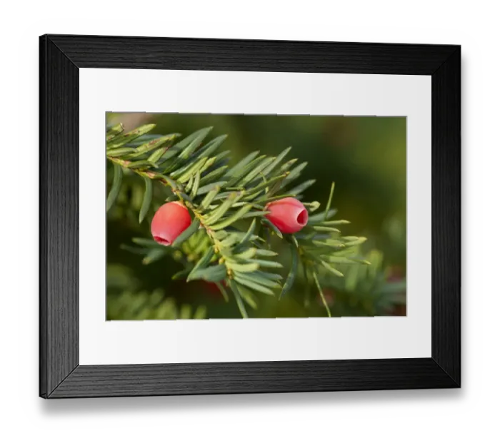 Framed Print : English Yew or European Yew -Taxus baccata-, branch with fruit, Geneva, Canton of Geneva, Switzerland