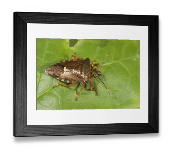 Framed Print : Forest bug -Pentoma rufipes-, Untergroeningen, Baden-Wuerttemberg, Germany, Europe Framed Print : Forest bug -Pentoma rufipes-, Untergroeningen, Baden-Wuerttemberg, Germany, Europe