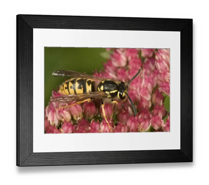 Framed Print : German or European wasp -Vespula germanica-, on Stonecrop -Sedum telephium-, Untergroenigen, Baden-Wuerttemberg, Germany, Europe Framed Print : German or European wasp -Vespula germanica-, on Stonecrop -Sedum telephium-, Untergroenigen, Baden-Wuerttemberg, Germany, Europe