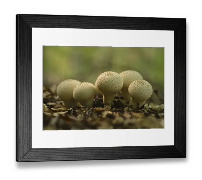 Framed Print : Common, warted or gem-studded puffball or devils snuff-box --Lycoperdon perlatum-, Brandenburg, Germany, Europe Framed Print : Common, warted or gem-studded puffball or devils snuff-box --Lycoperdon perlatum-, Brandenburg, Germany, Europe