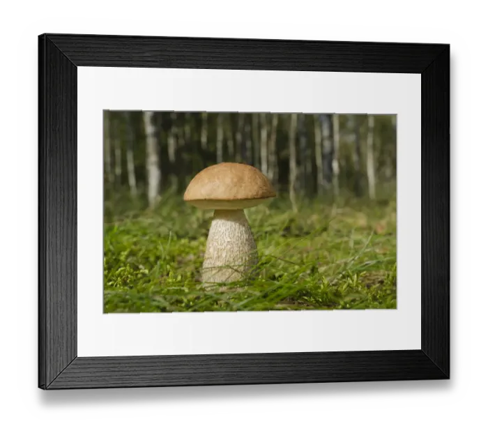 Framed Print : Birch Bolete -Leccinum scabrum-, in a birch forest, Brandenburg, Germany, Europe Framed Print : Birch Bolete -Leccinum scabrum-, in a birch forest, Brandenburg, Germany, Europe