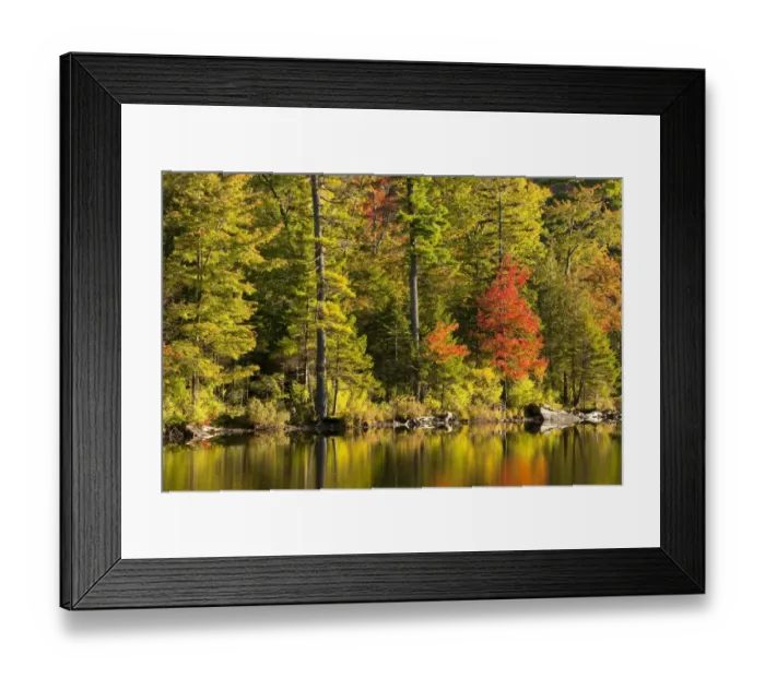 Framed Print : Maple tree and pine trees in autumn, West Bolton, Quebec, Canada Framed Print : Maple tree and pine trees in autumn, West Bolton, Quebec, Canada