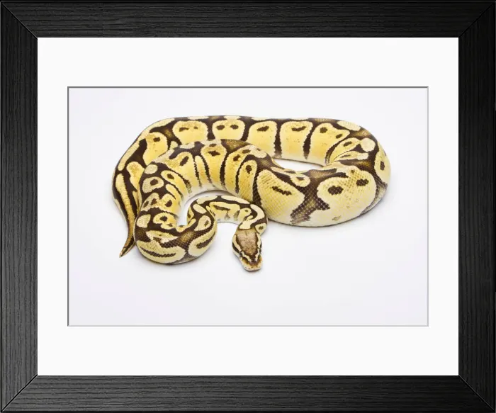 Framed Print : Royal Python -Python regius-, Vanilla Super Pastel, female, Willi Obermayer reptile breeding, Austria Framed Print : Royal Python -Python regius-, Vanilla Super Pastel, female, Willi Obermayer reptile breeding, Austria