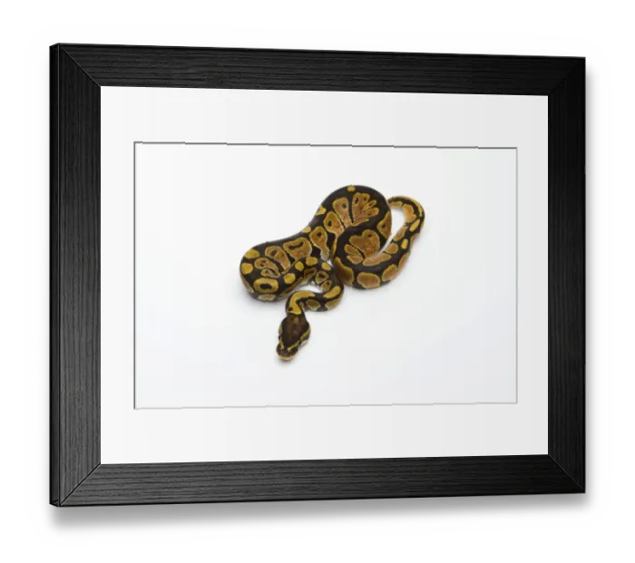 Framed Print : Black Head Spider Het Albino Possible Het Ghost Ball Python or Royal Python -Python regius-, female Framed Print : Black Head Spider Het Albino Possible Het Ghost Ball Python or Royal Python -Python regius-, female