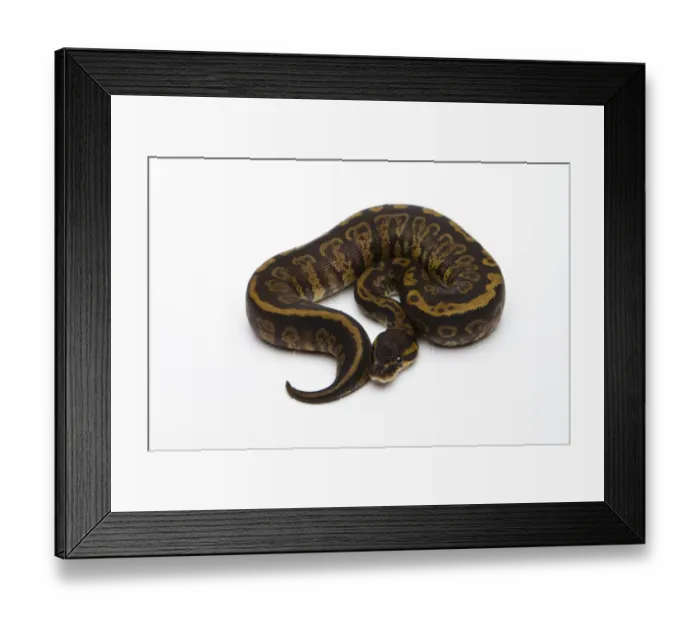 Framed Print : Granite Ball Python or Royal Python -Python regius-, female Framed Print : Granite Ball Python or Royal Python -Python regius-, female