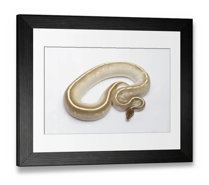Framed Print : Phantom Mojave Het Ghost Ball Python or Royal Python -Python regius-, female Framed Print : Phantom Mojave Het Ghost Ball Python or Royal Python -Python regius-, female