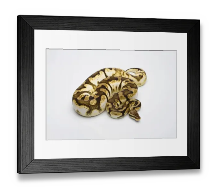 Framed Print : Pastel Sugar Ball Python or Royal Python -Python regius-, female Framed Print : Pastel Sugar Ball Python or Royal Python -Python regius-, female