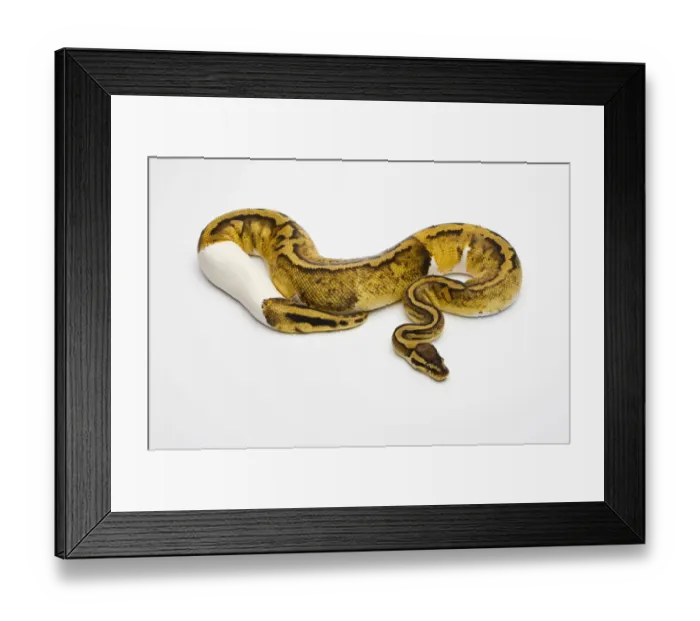 Framed Print : Pastel Piebald Ball Python or Royal Python -Python regius-, female Framed Print : Pastel Piebald Ball Python or Royal Python -Python regius-, female
