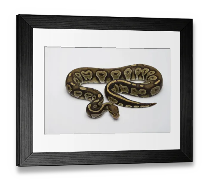 Framed Print : Hypo Black Head Hat Albino Ball Python or Royal Python -Python regius-, male Framed Print : Hypo Black Head Hat Albino Ball Python or Royal Python -Python regius-, male