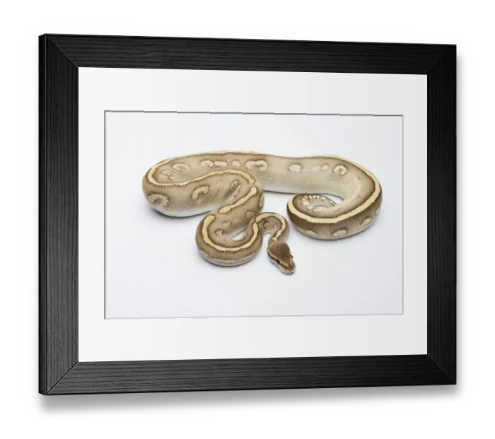 Framed Print : Super Phantom Ball Python or Royal Python -Python regius-, male Framed Print : Super Phantom Ball Python or Royal Python -Python regius-, male