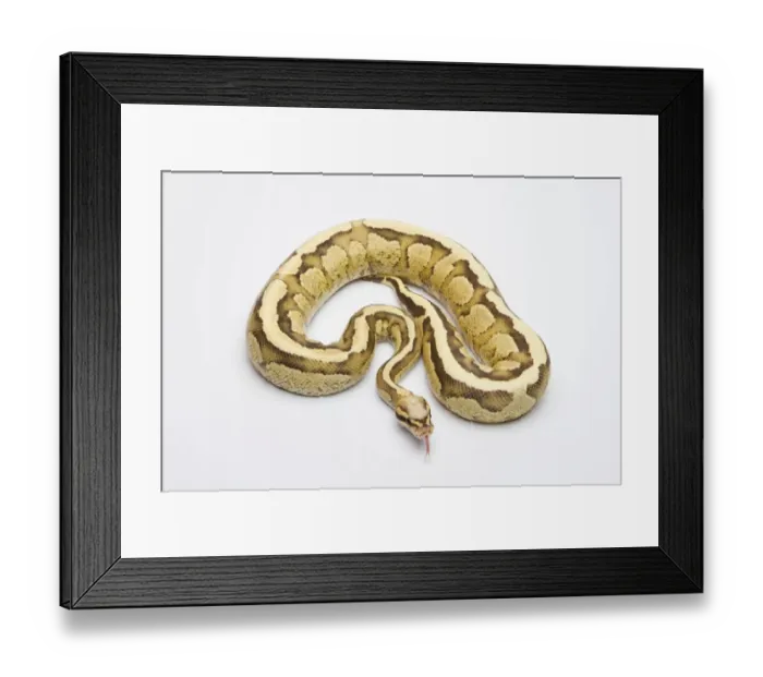 Framed Print : Vanilla Cream Ball Python or Royal Python -Python regius-, male Framed Print : Vanilla Cream Ball Python or Royal Python -Python regius-, male