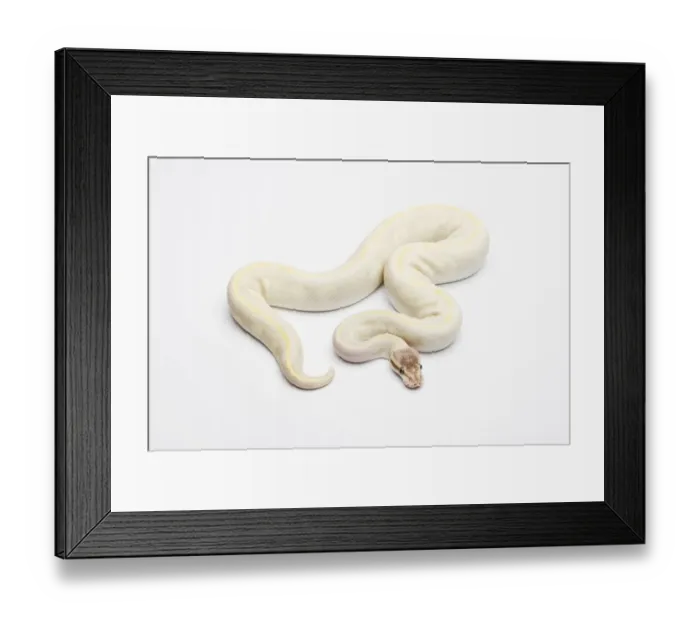 Framed Print : Opal Diamond Ball Python or Royal Python -Python regius-, male Framed Print : Opal Diamond Ball Python or Royal Python -Python regius-, male