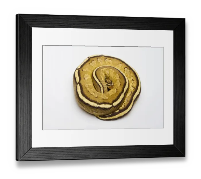 Framed Print : Superstripe Ball Python or Royal Python -Python regius-, male Framed Print : Superstripe Ball Python or Royal Python -Python regius-, male