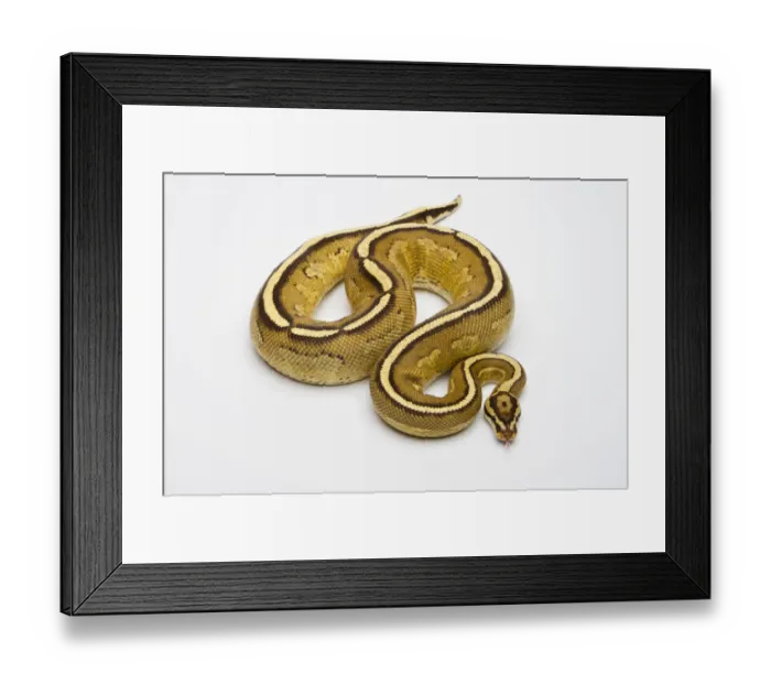 Framed Print : Superstripe Ball Python or Royal Python -Python regius-, male Framed Print : Superstripe Ball Python or Royal Python -Python regius-, male